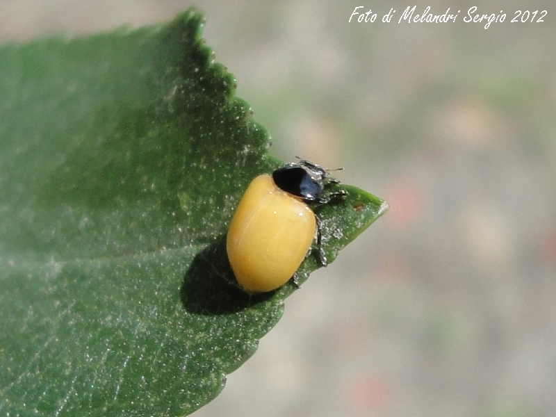 Harmonia Axyridis ???